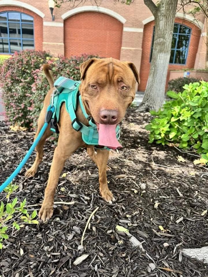 Ham, a Adoptable mixed breed in Huntsville, AL image 2/6