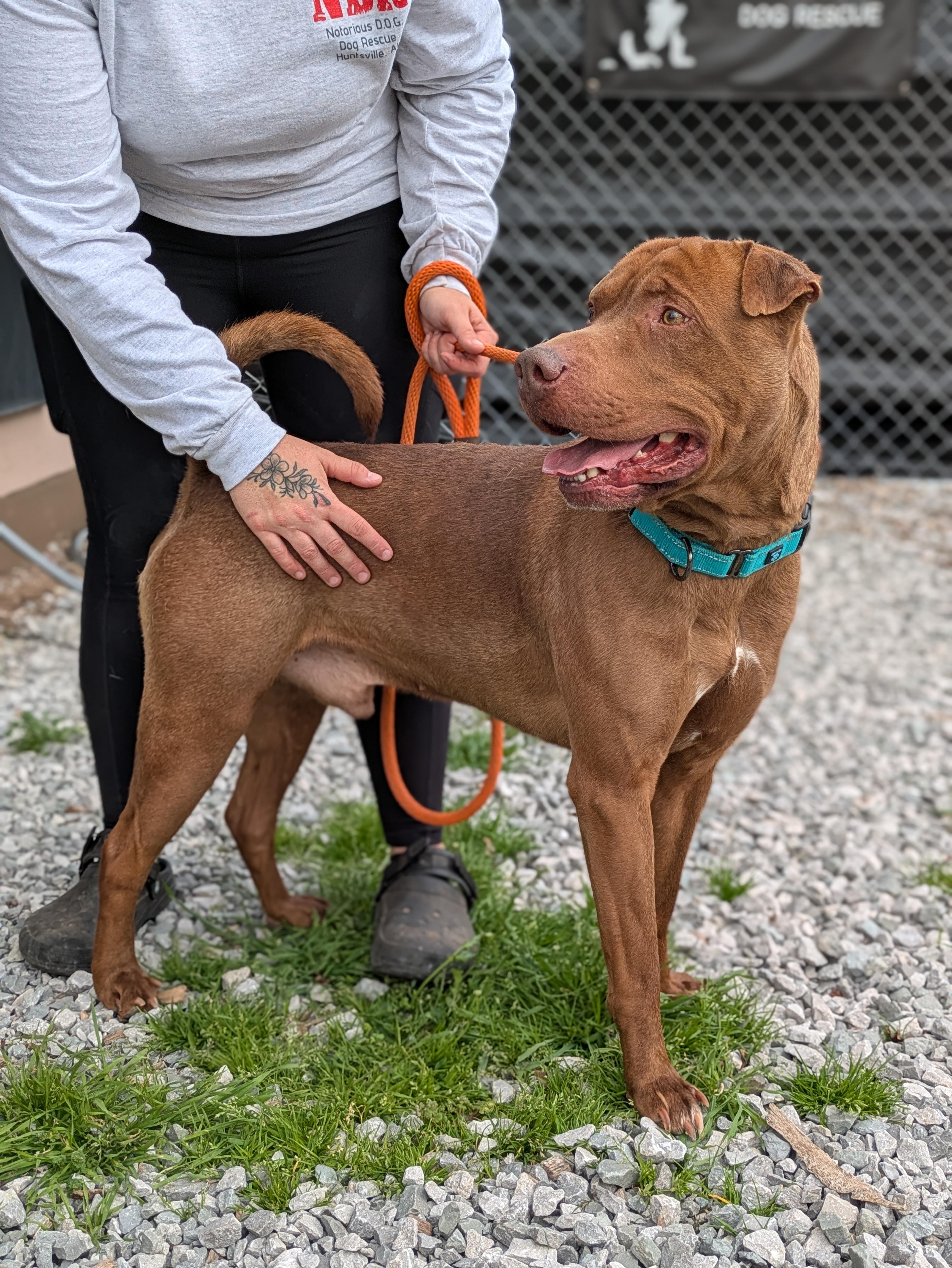 Ham, ADOPTABLE, Young Male Mixed Breed.