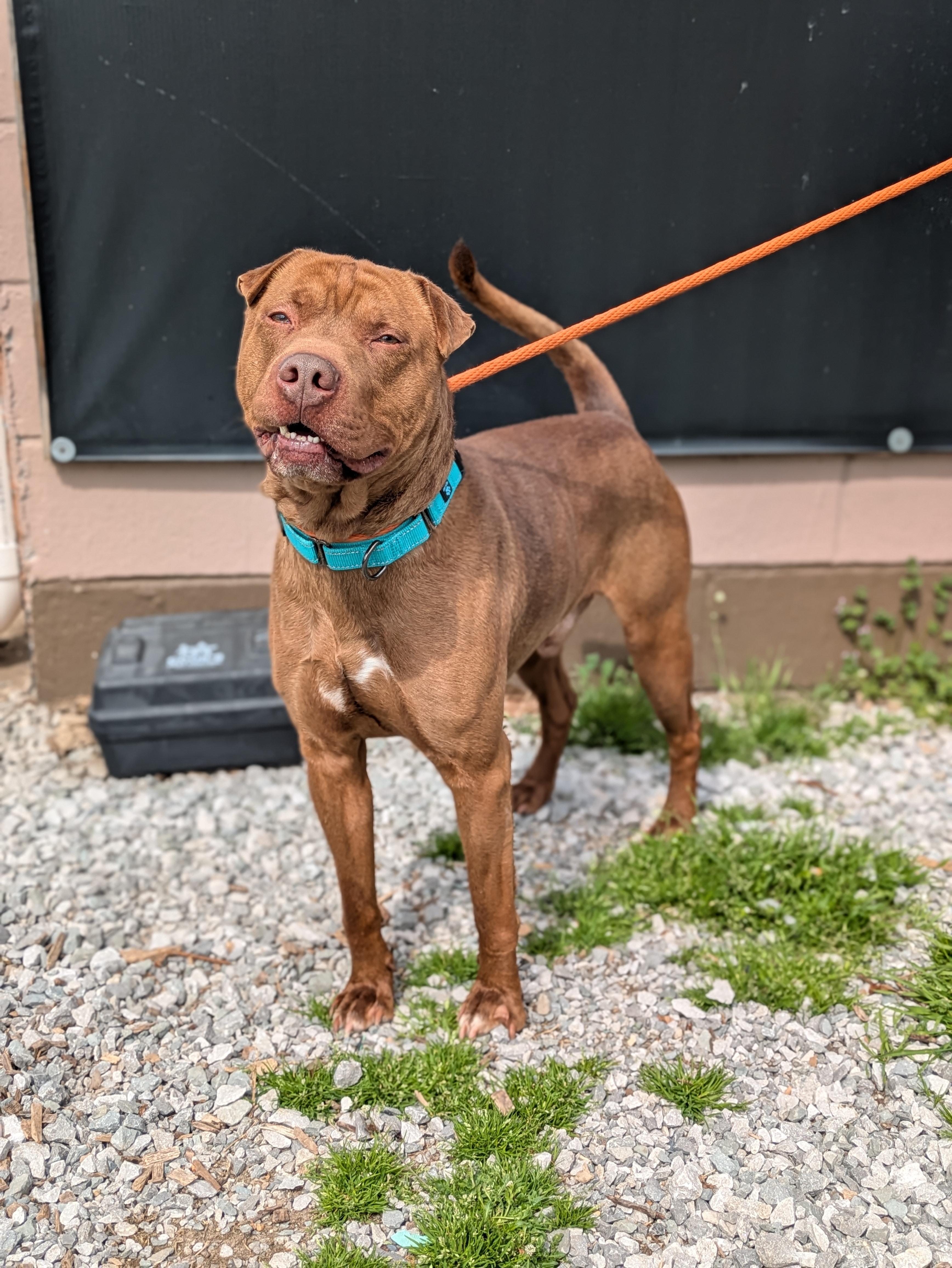 Enlarge Ham, a ADOPTABLE Mixed Breed in Huntsville, AL image 3/3
