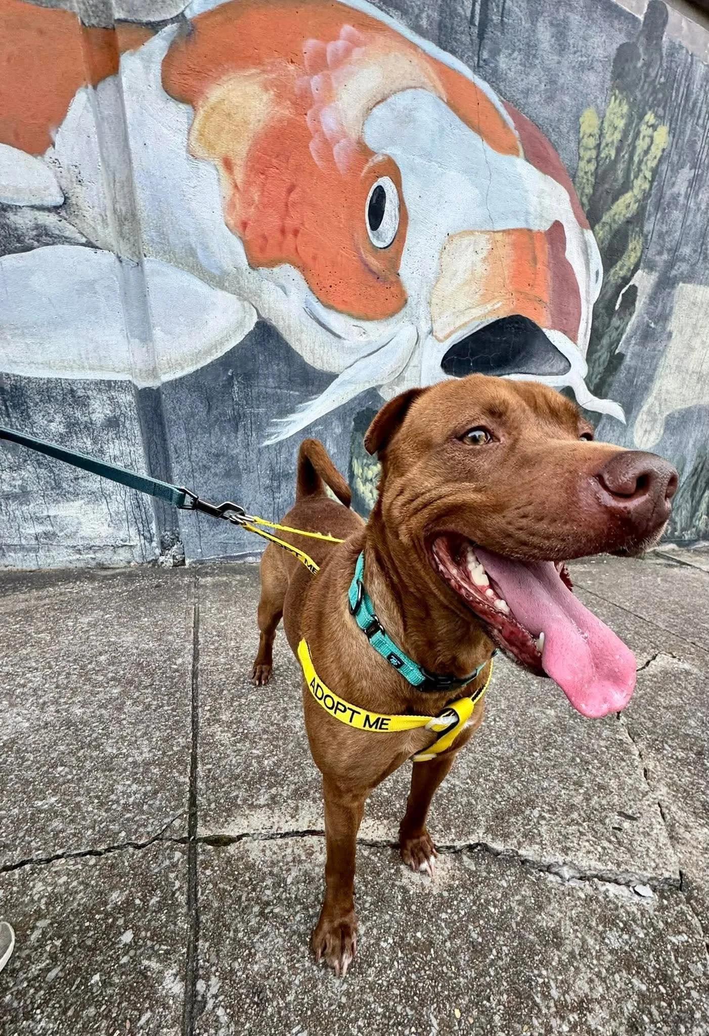 Ham, a Adoptable mixed breed in Huntsville, AL image 4/6