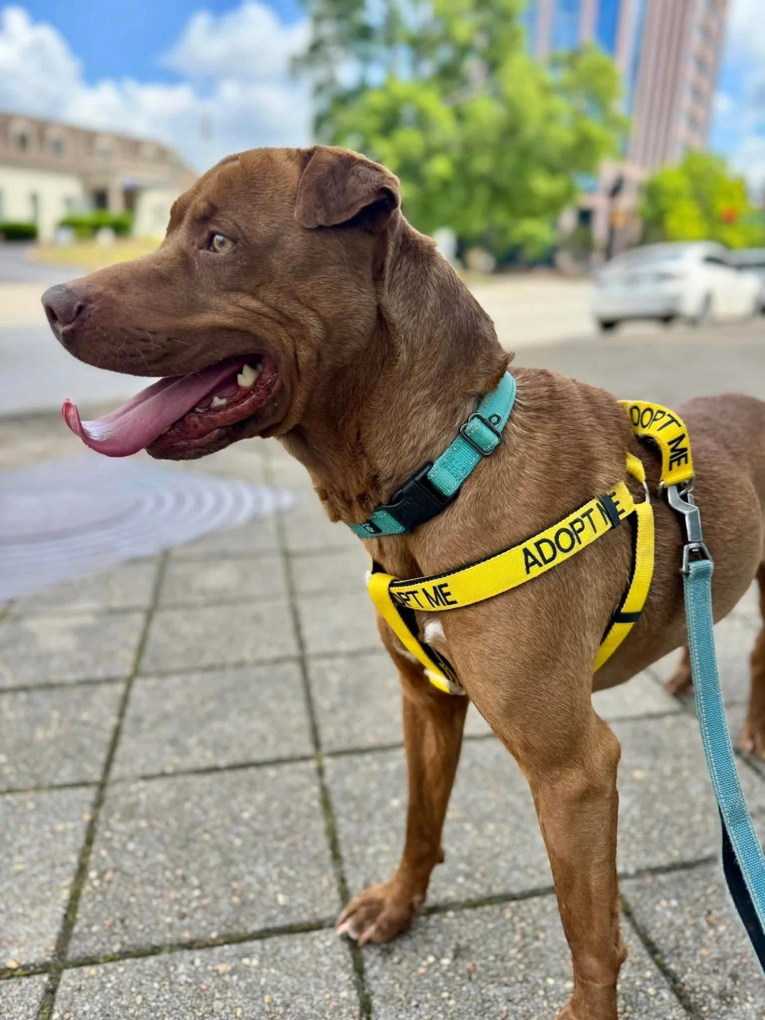 Ham, Adoptable, Adult Male Mixed Breed.