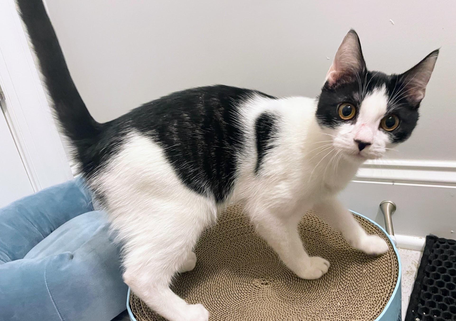 Edgar, a ADOPTABLE Domestic Short Hair in Murfreesboro, TN image 2/2