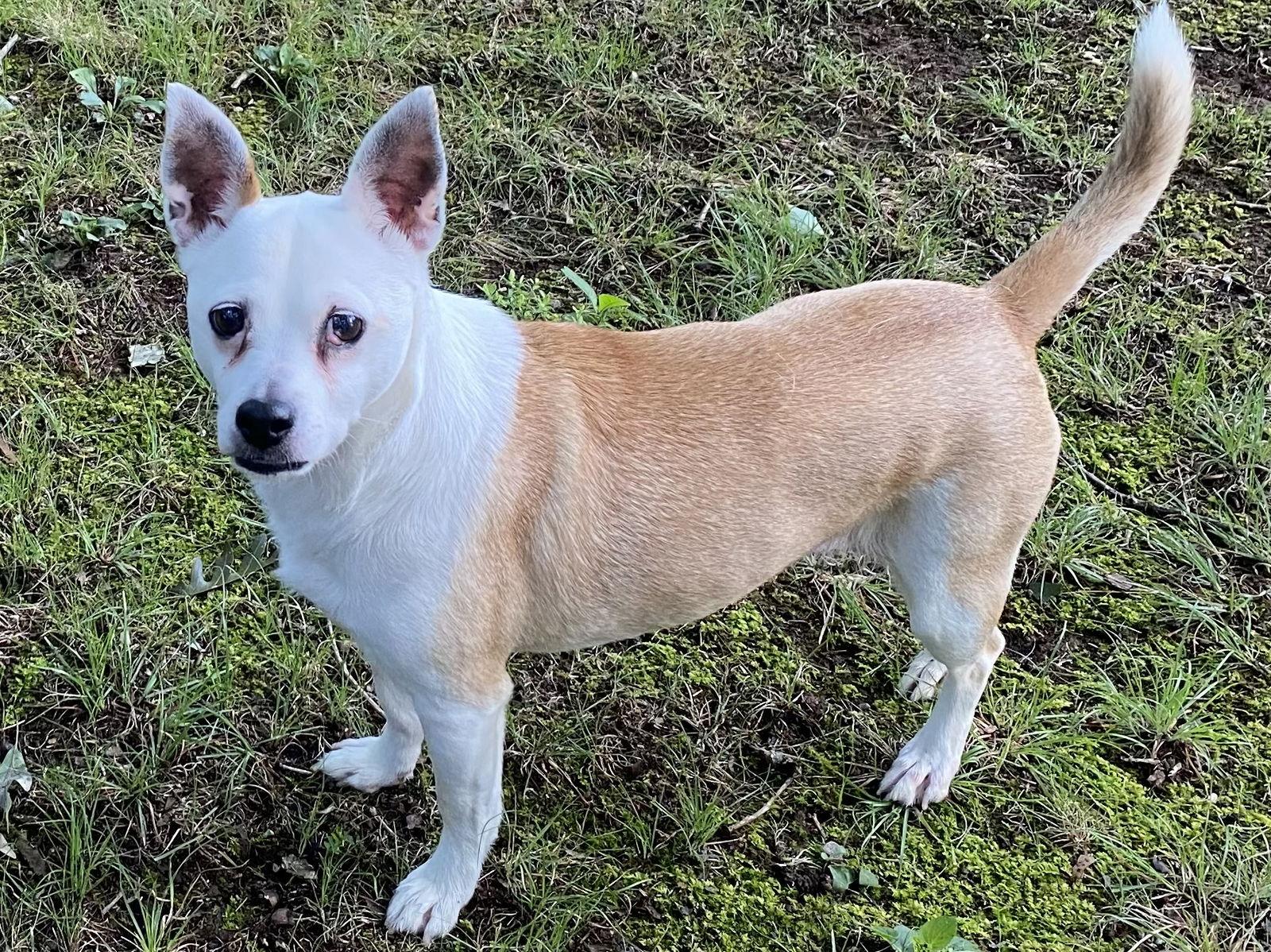 Enlarge Bobo: Not At shelter (Judy), a Adoptable Jack Russell Terrier in Rustburg, VA image 1/3