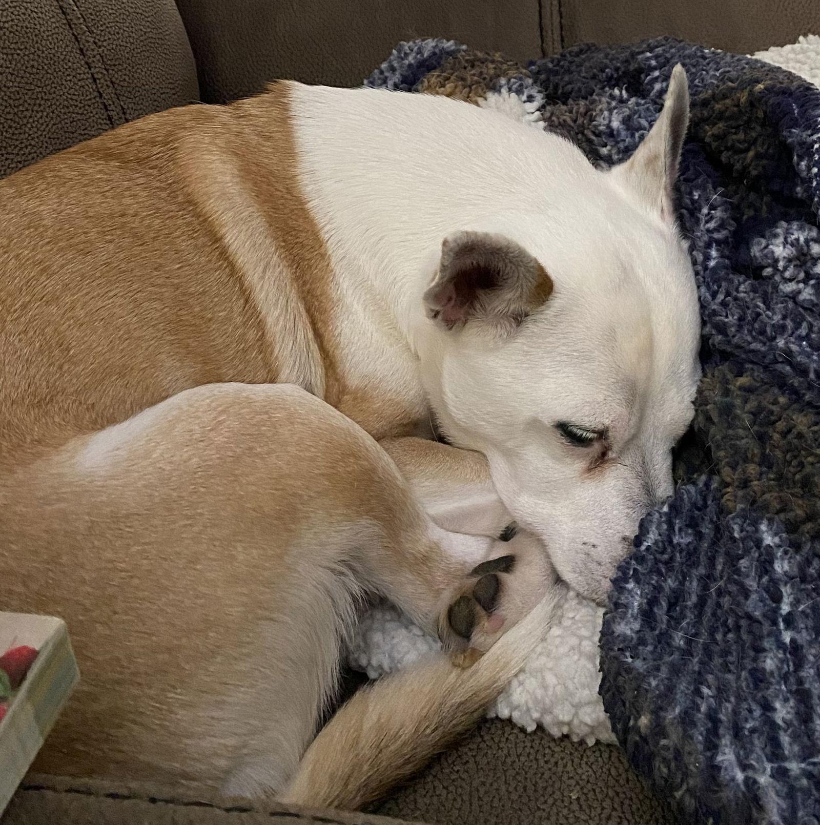 Enlarge Bobo: Not At shelter (Judy), a Adoptable Jack Russell Terrier in Rustburg, VA image 2/3