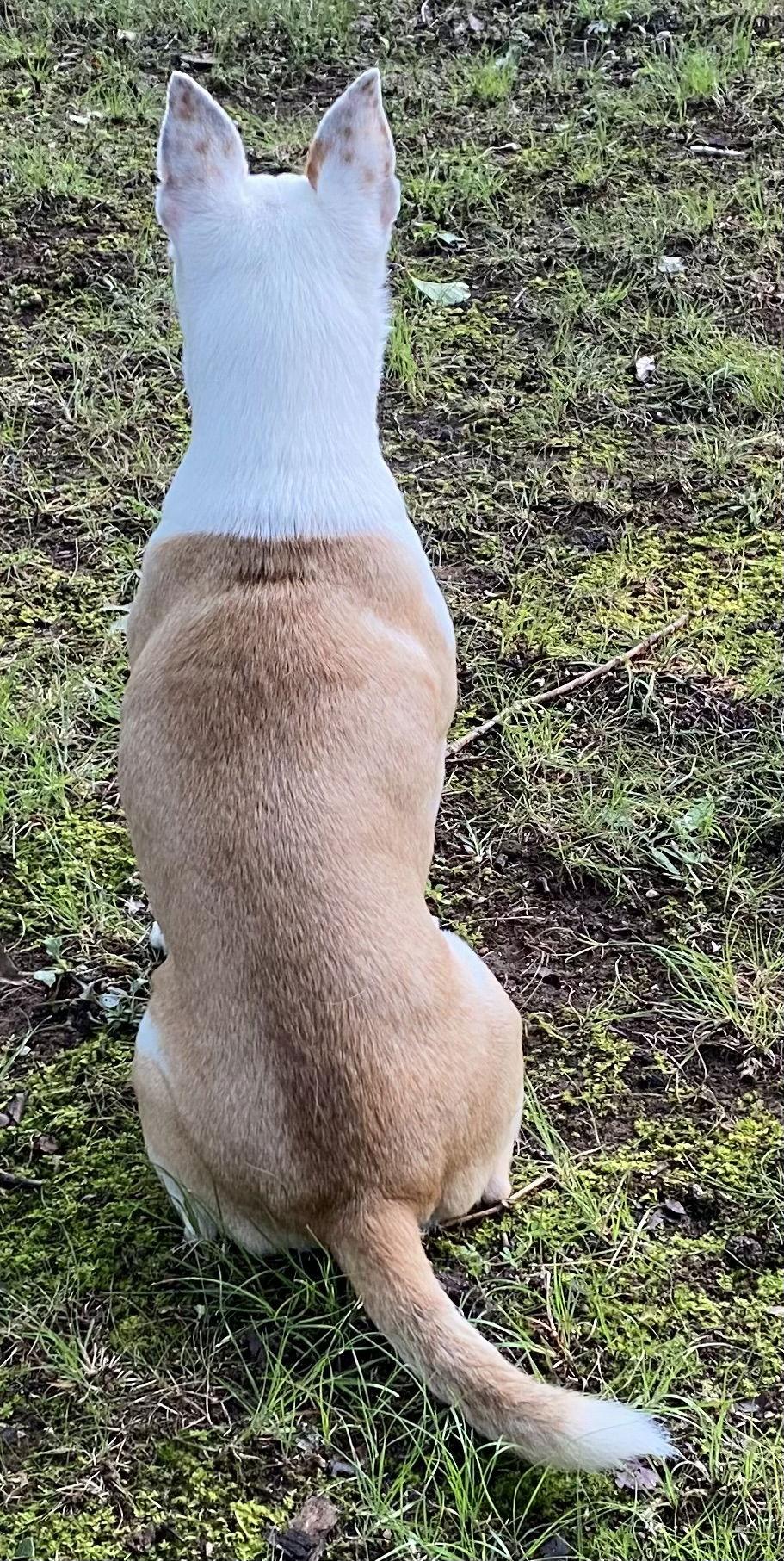 Enlarge Bobo: Not At shelter (Judy), a Adoptable Jack Russell Terrier in Rustburg, VA image 3/3