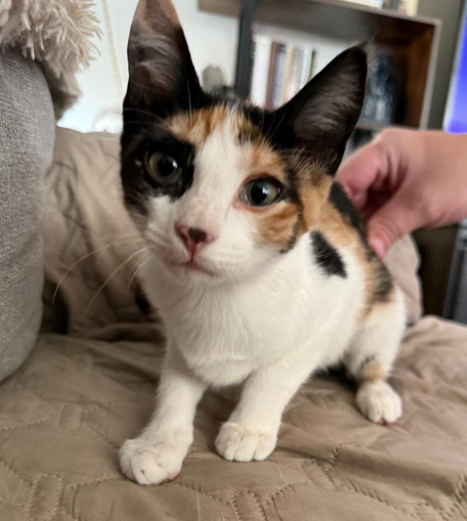 Poncho (Shirley), Adoptable, Kitten Female Domestic Short Hair.