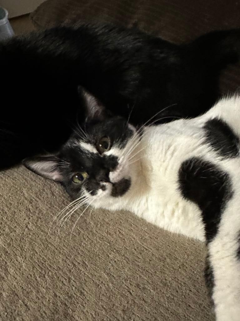 Dasha & Pua, Young Female Domestic Short Hair
