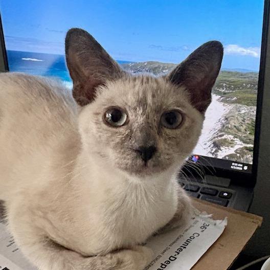 Fiona, Adoptable, Young Female Siamese.