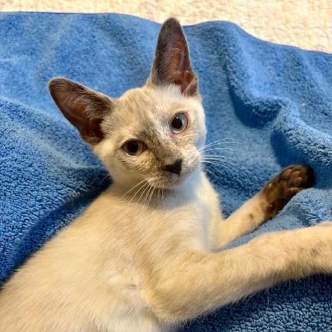 Enlarge Fiona, a Adoptable Siamese in Agoura Hills, CA image 2/6