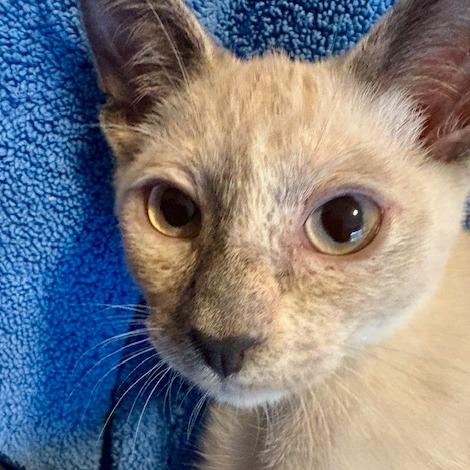 Enlarge Fiona, a Adoptable Siamese in Agoura Hills, CA image 3/6
