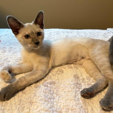 Enlarge Fiona, a Adoptable Siamese in Agoura Hills, CA image 4/6
