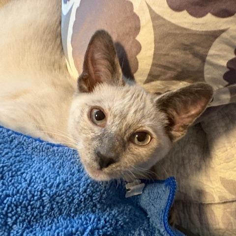 Enlarge Fiona, a Adoptable Siamese in Agoura Hills, CA image 5/6