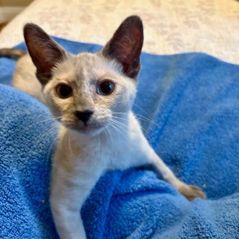 Enlarge Fiona, a Adoptable Siamese in Agoura Hills, CA image 6/6
