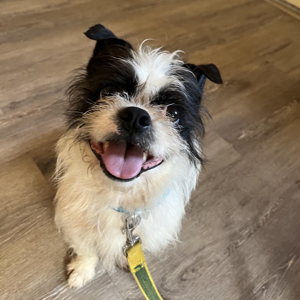 Freddy, Adoptable, Adult Male Mixed Breed & Mixed Breed.