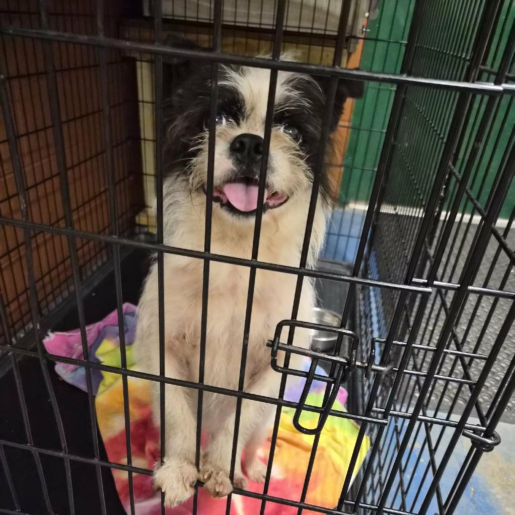 Enlarge Freddy, a Adoptable mixed breed in Hamilton, GA image 2/3