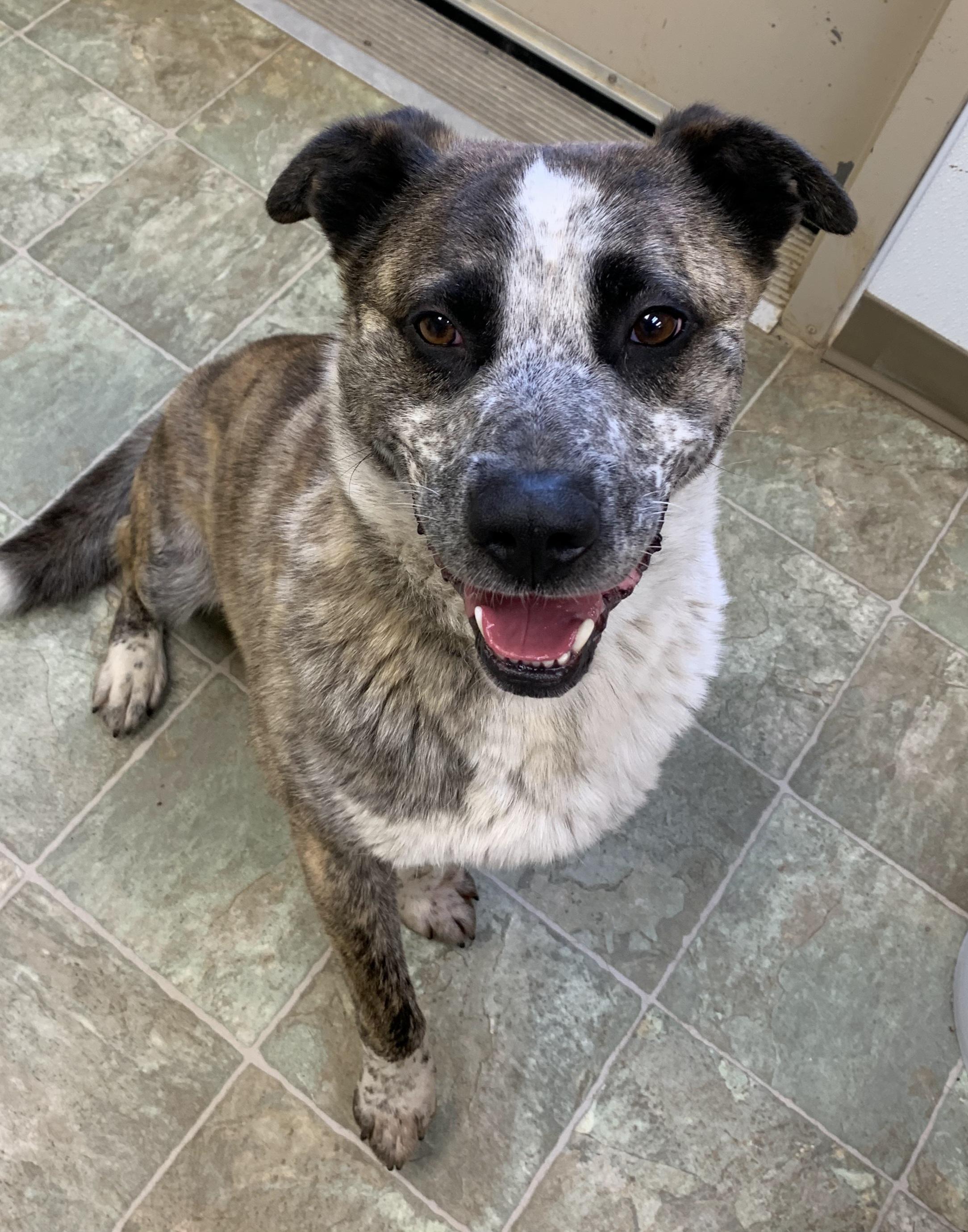 TEDDY, Adopted, Adult Male Mixed Breed.