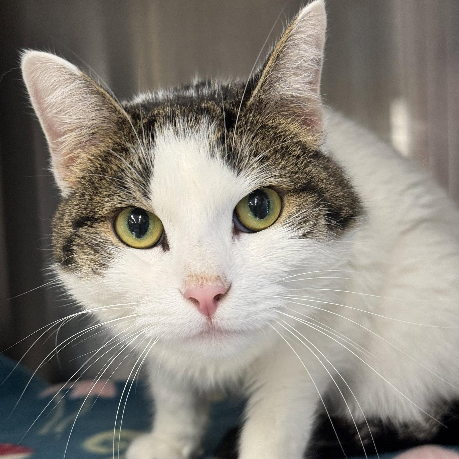 Maisie, Adopted, Adult Female Domestic Short Hair.