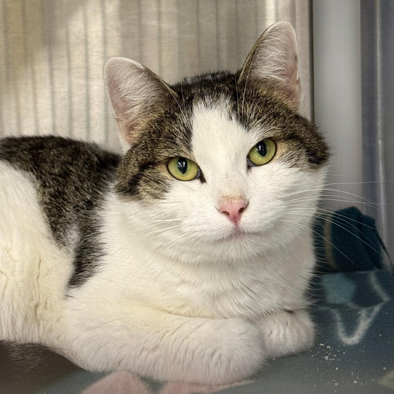 Enlarge Maisie, a Adopted Domestic Short Hair in Winchendon, MA image 2/2