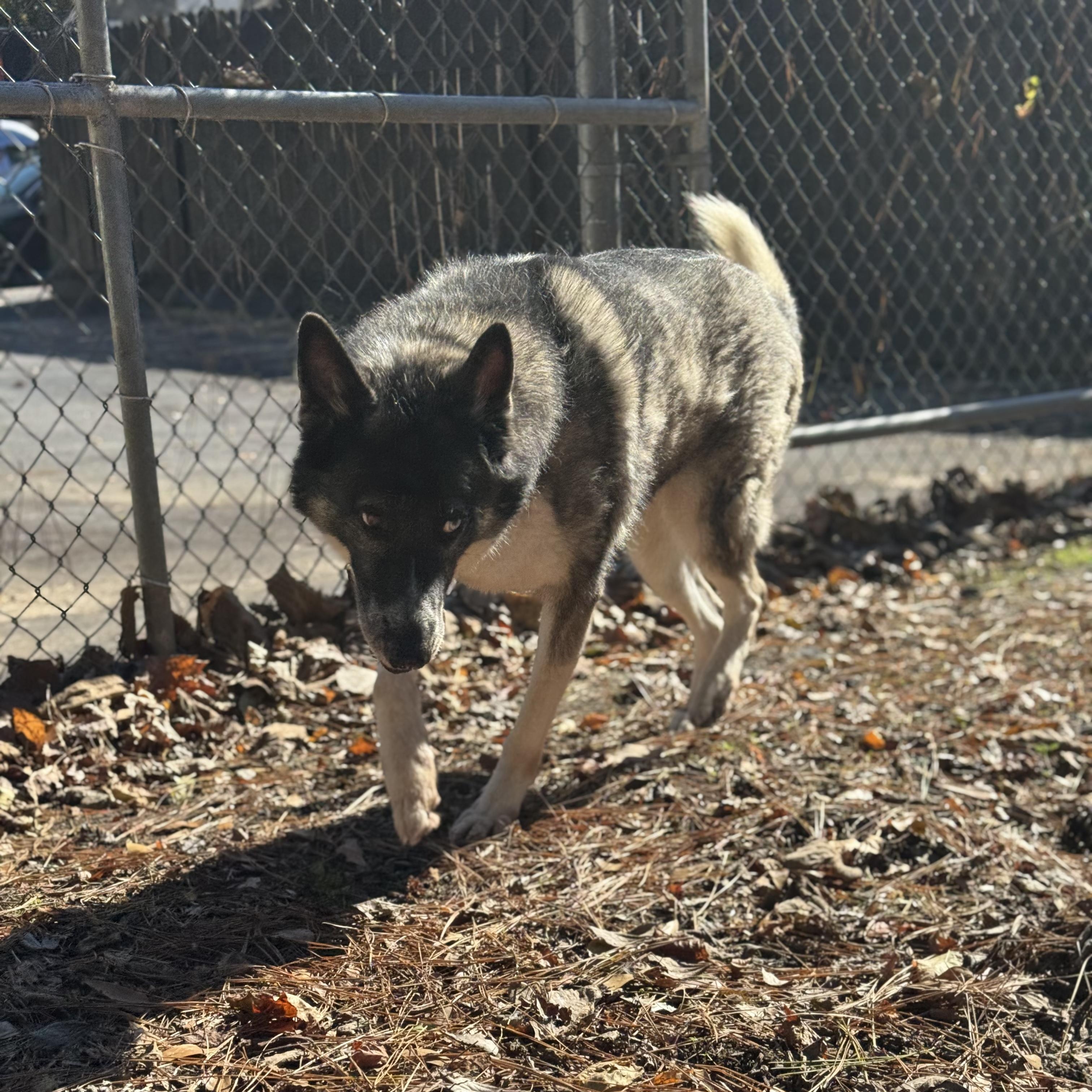 Penelope, a Adoptable mixed breed in Smyrna, GA image 3/4
