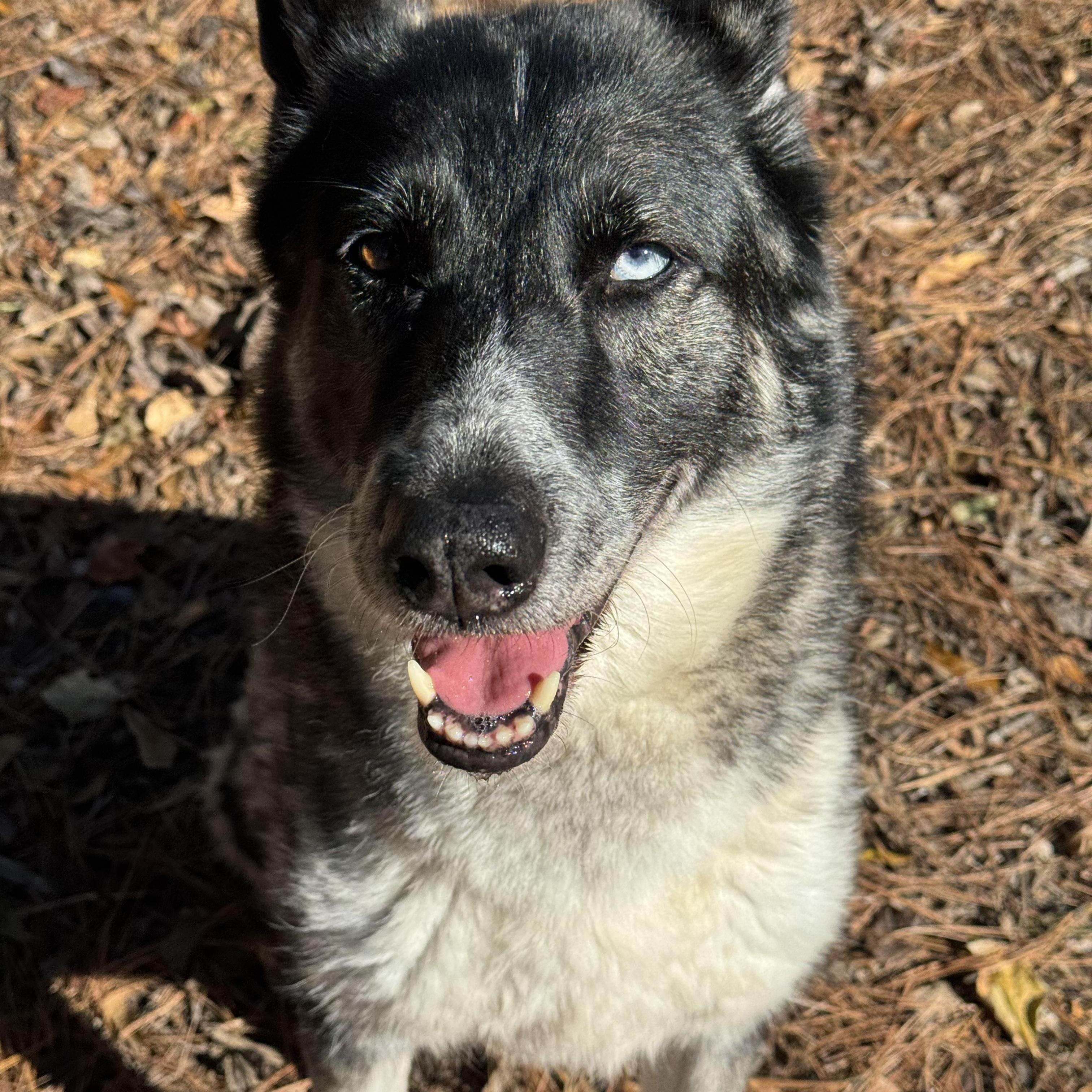 Enlarge Penelope, a Adoptable mixed breed in Smyrna, GA image 2/4