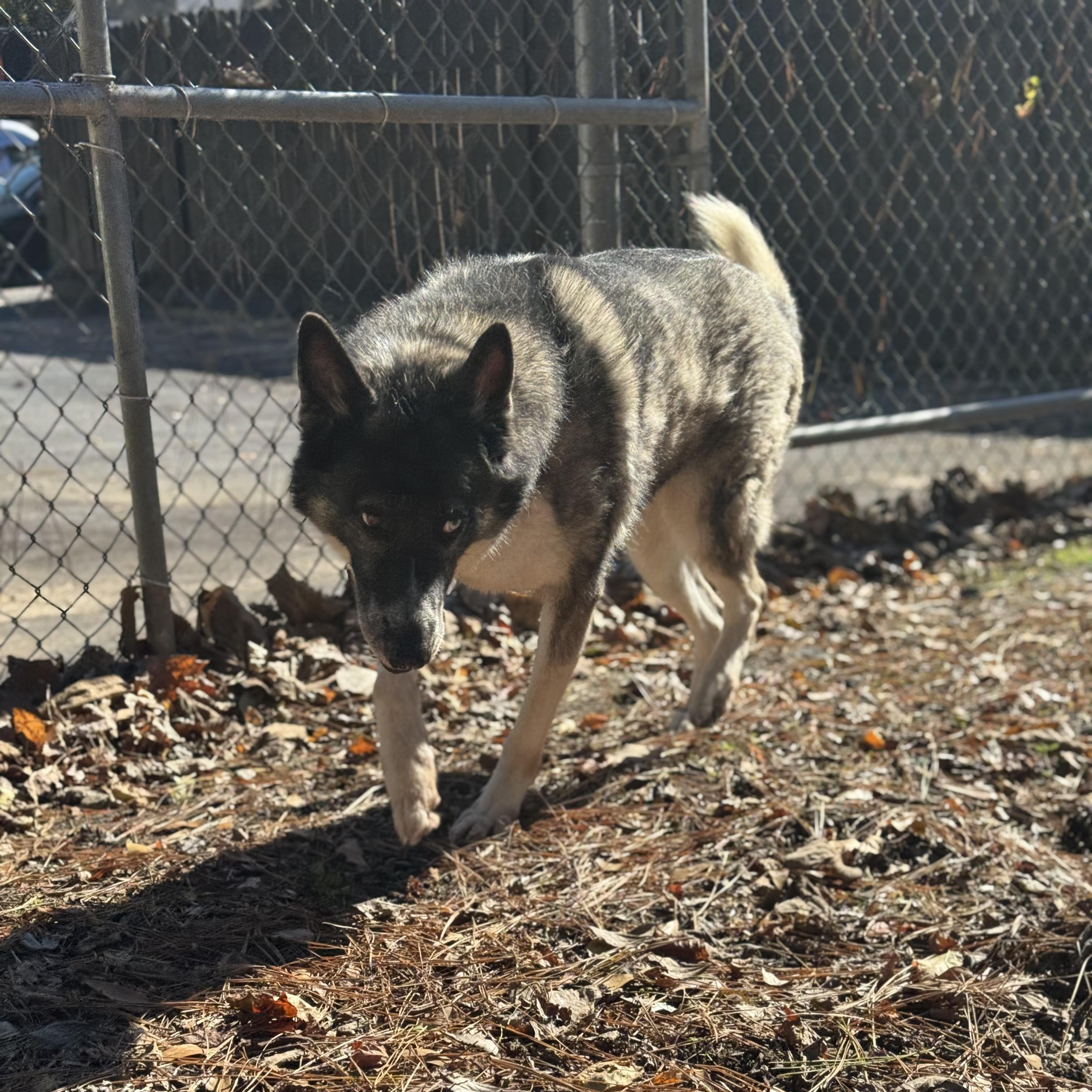 Enlarge Penelope, a Adoptable mixed breed in Smyrna, GA image 3/4