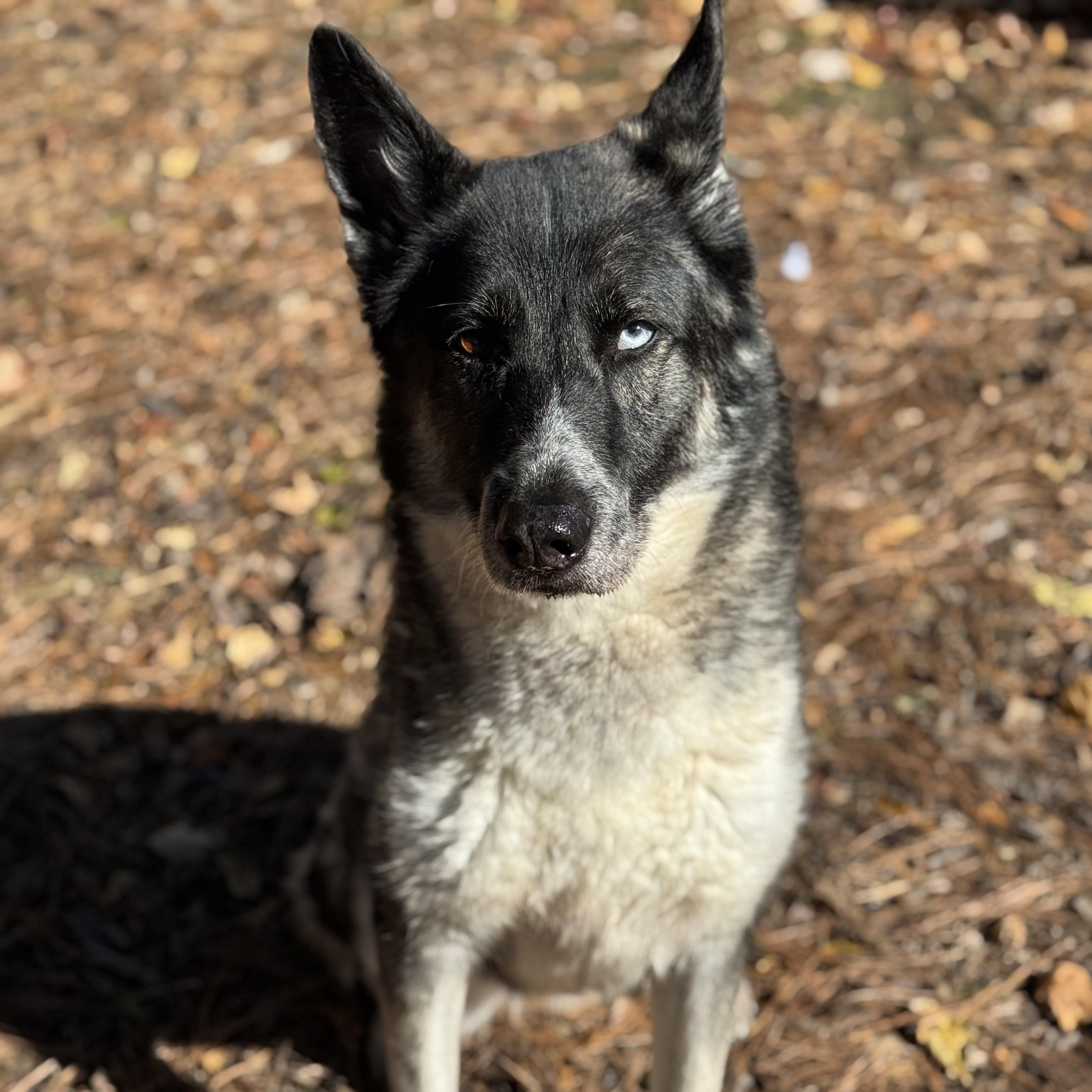 Penelope, Adoptable, Adult Female Husky & German Shepherd Dog.