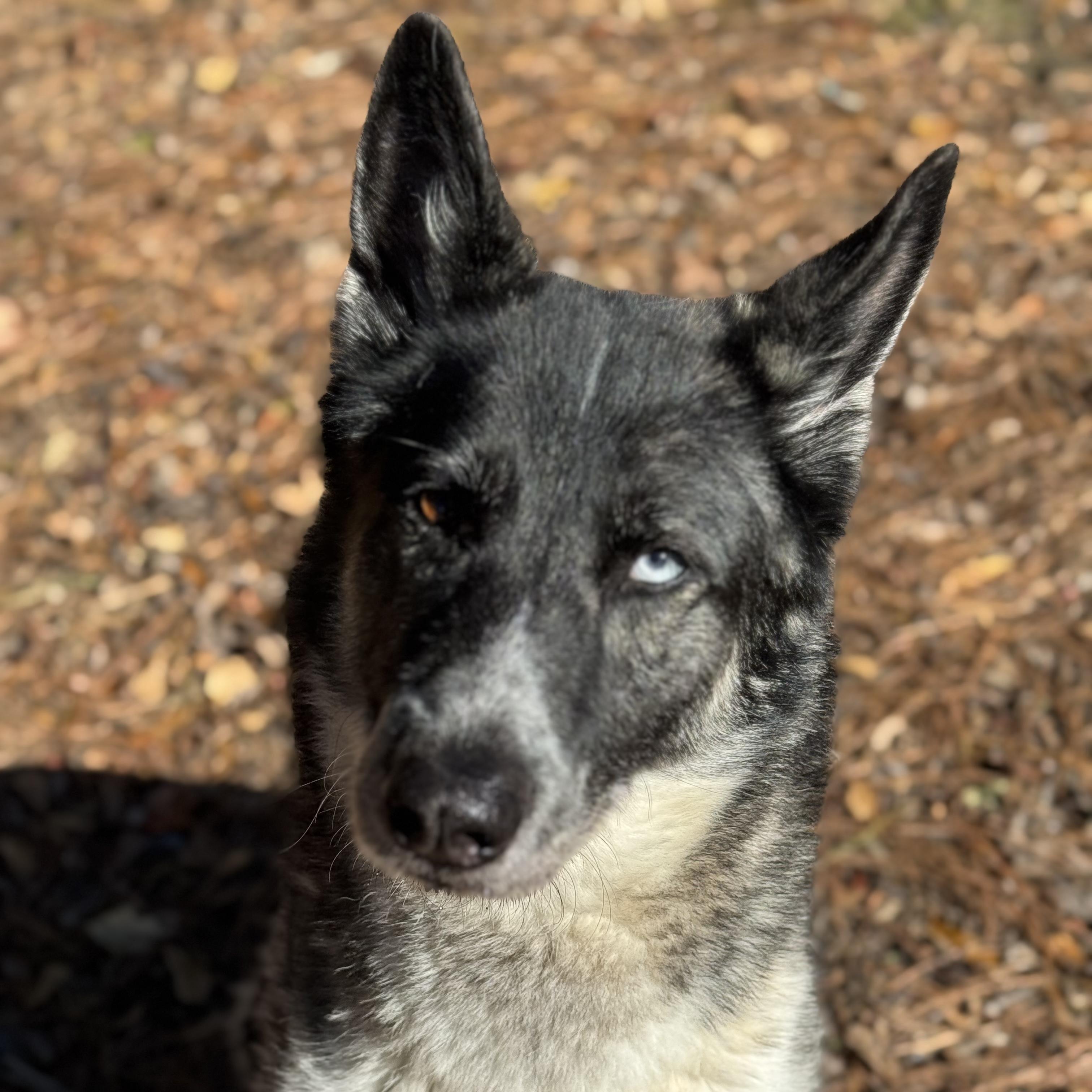 Enlarge Penelope, a Adoptable mixed breed in Smyrna, GA image 4/4