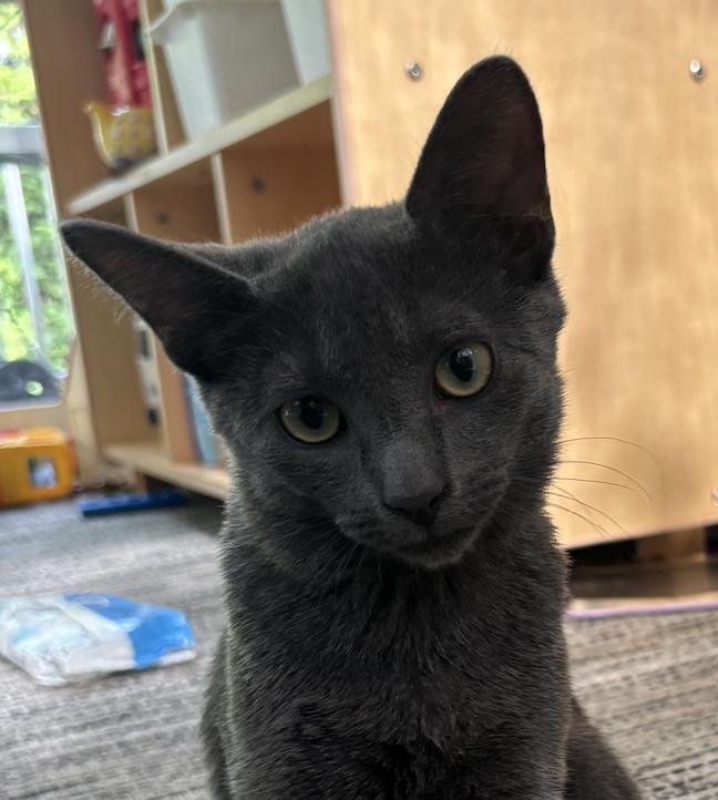 Enlarge Chip - KITTEN in foster, a Adoptable Domestic Short Hair in Alexandria, VA image 1/2