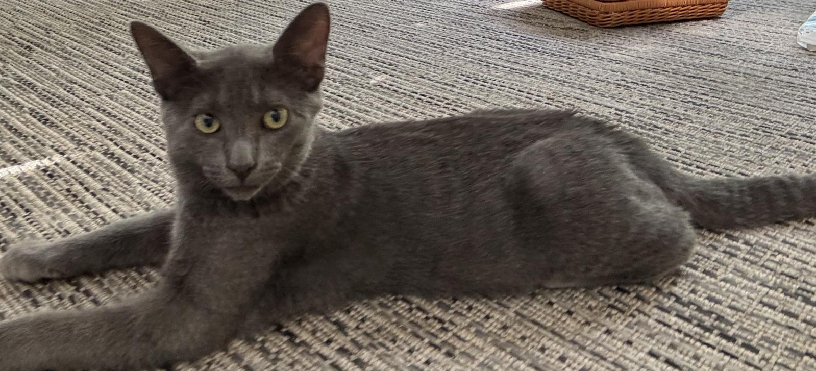 Enlarge Chip - KITTEN in foster, a Adoptable Domestic Short Hair in Alexandria, VA image 2/2