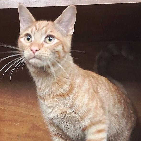 Enlarge Vinnie, a Adoptable Tabby in Mesquite, NV image 1/4