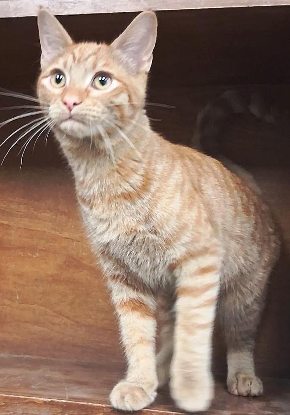 Vinnie, a ADOPTABLE Tabby in Mesquite, NV image 1/4