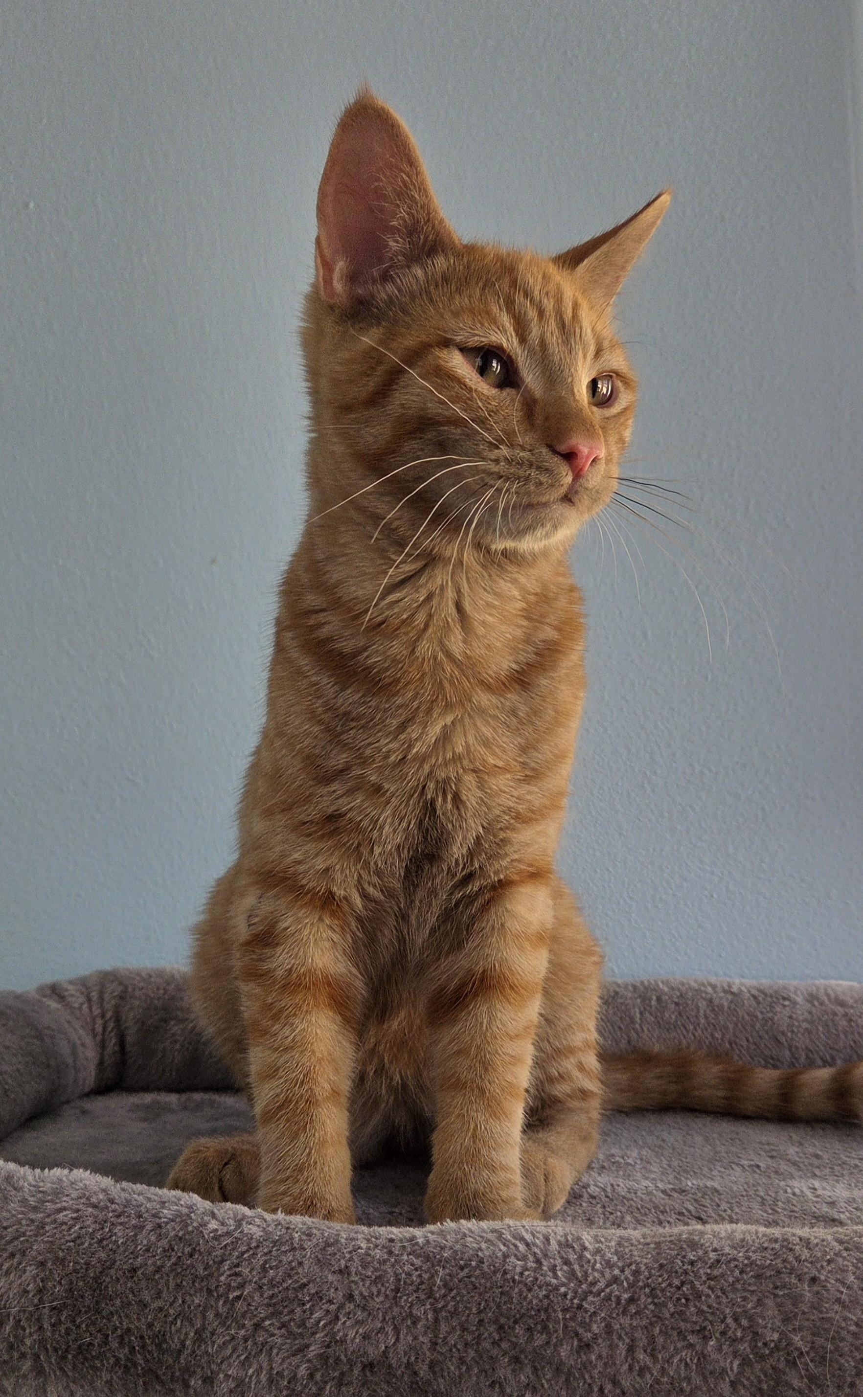 Vinnie, a ADOPTABLE Tabby in Mesquite, NV image 2/4