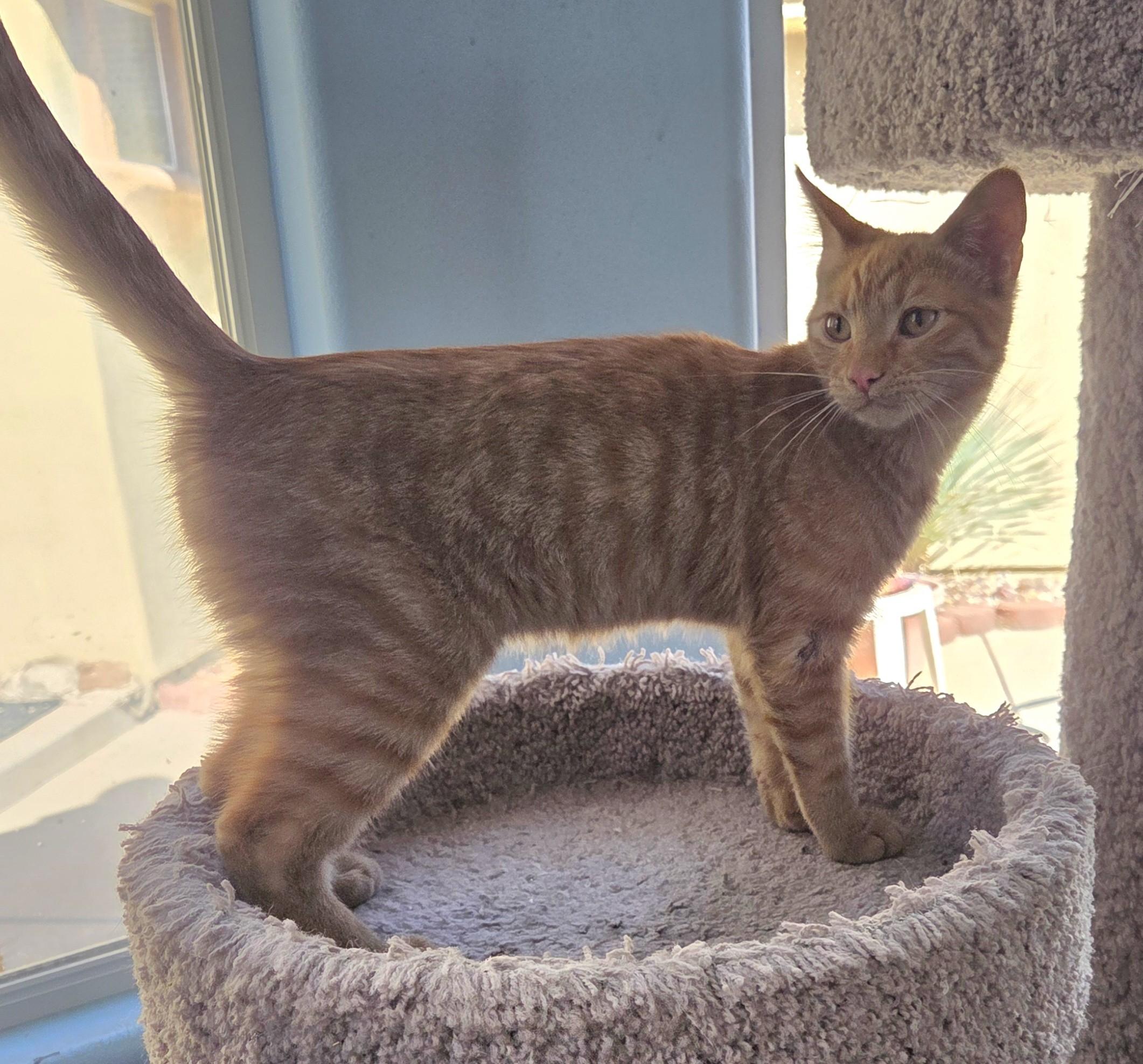 Vinnie, a ADOPTABLE Tabby in Mesquite, NV image 4/4