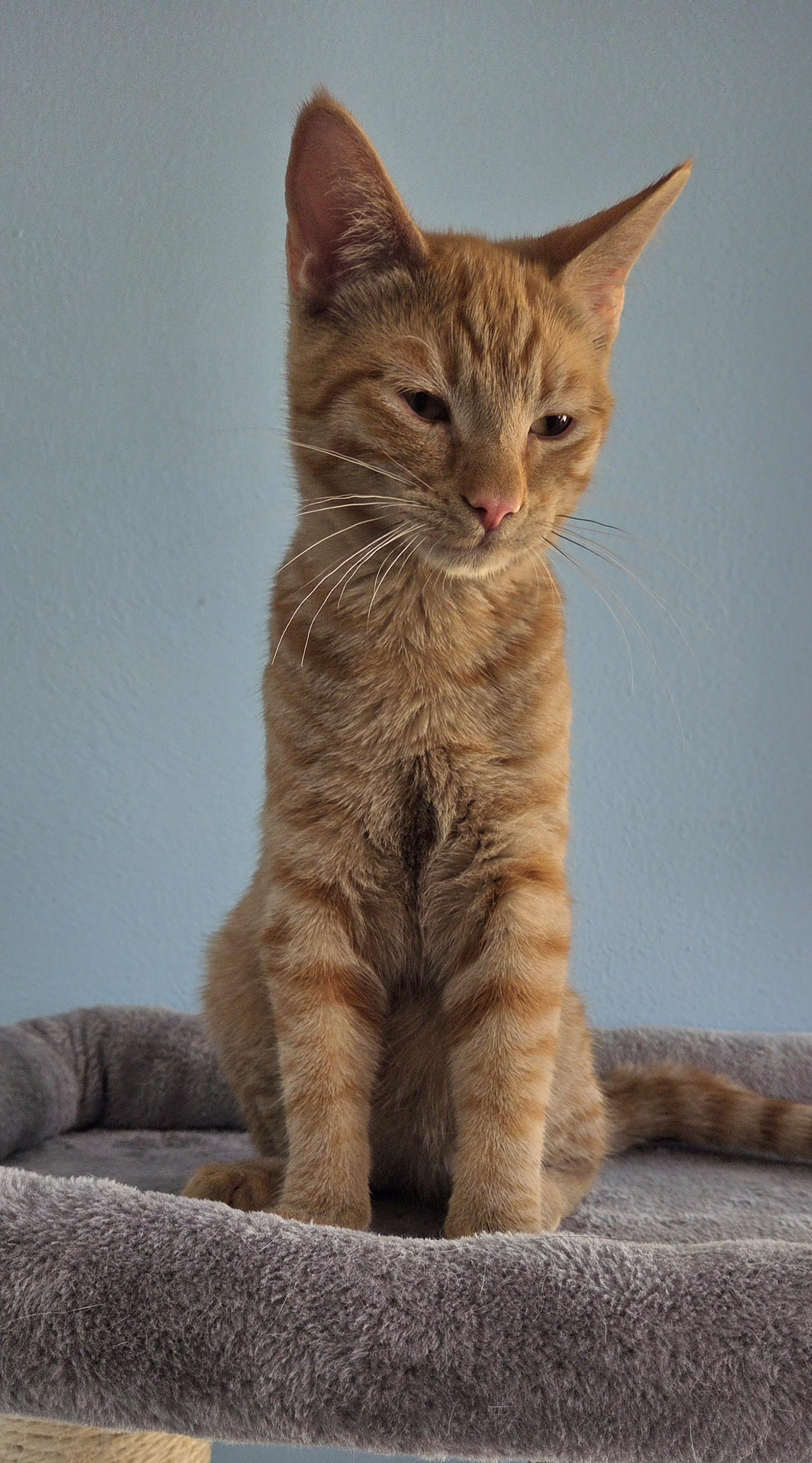 Vinnie, a ADOPTABLE Tabby in Mesquite, NV image 3/4