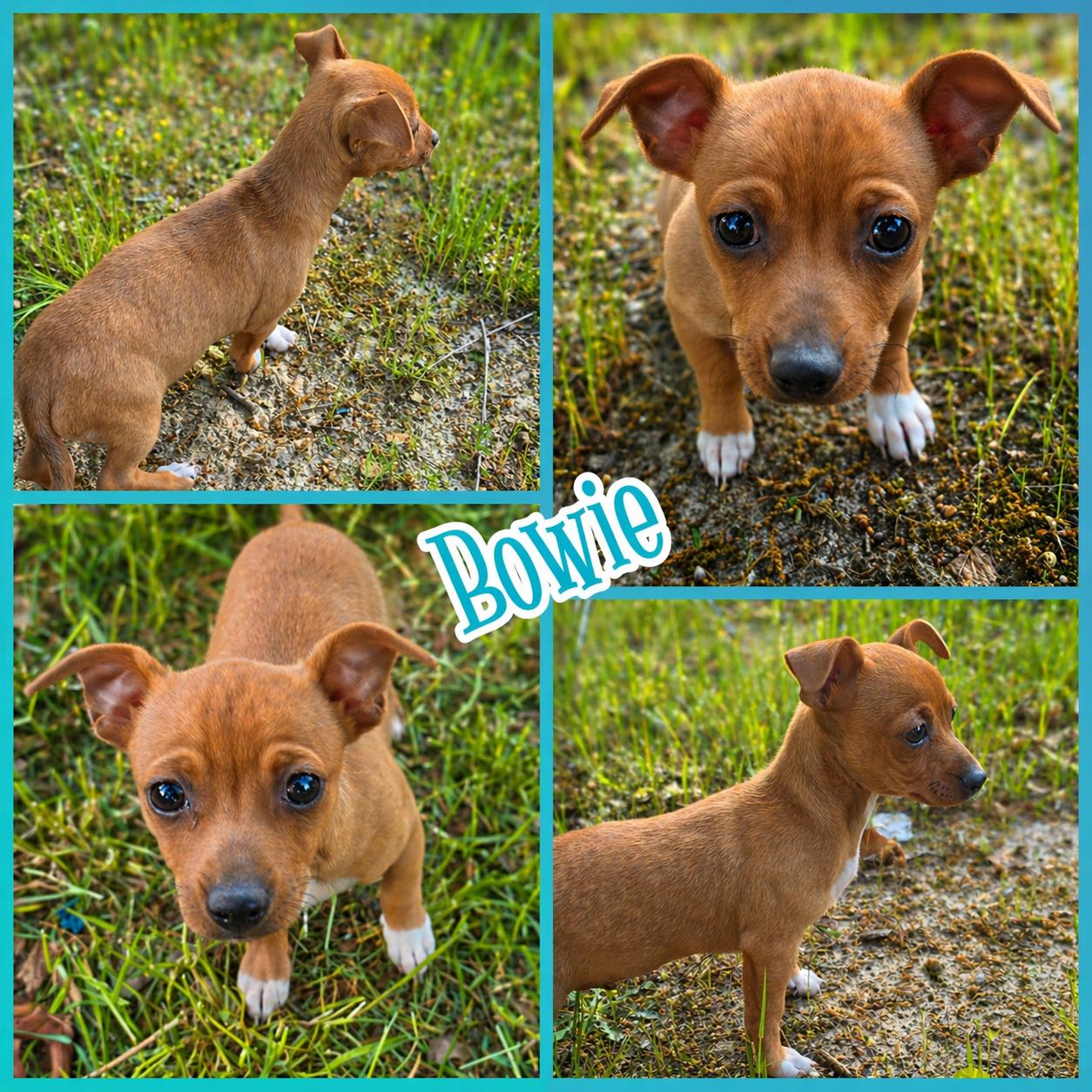 Bowie, adopted, Puppy Male Chiweenie.
