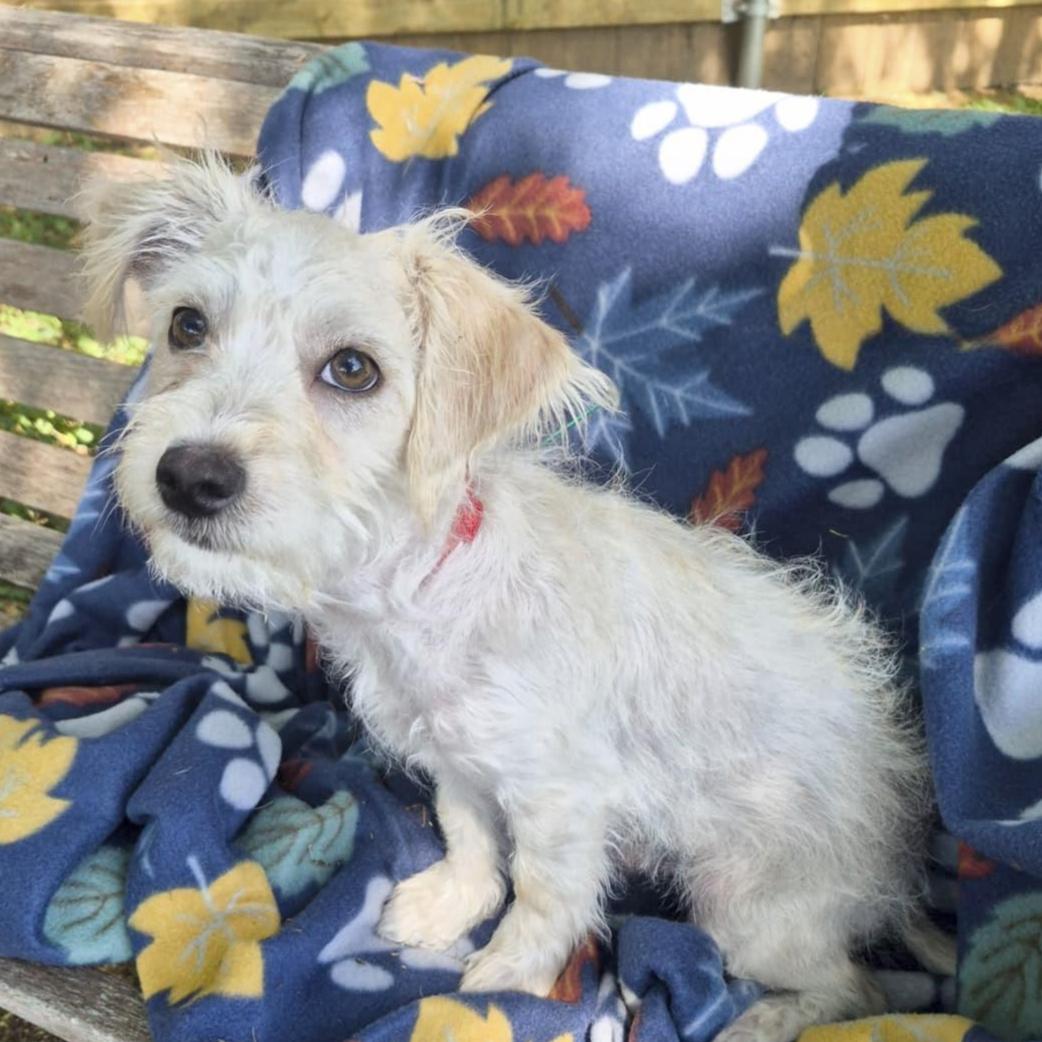 Linus, an adopted mixed breed in Southport, CT image 2/5
