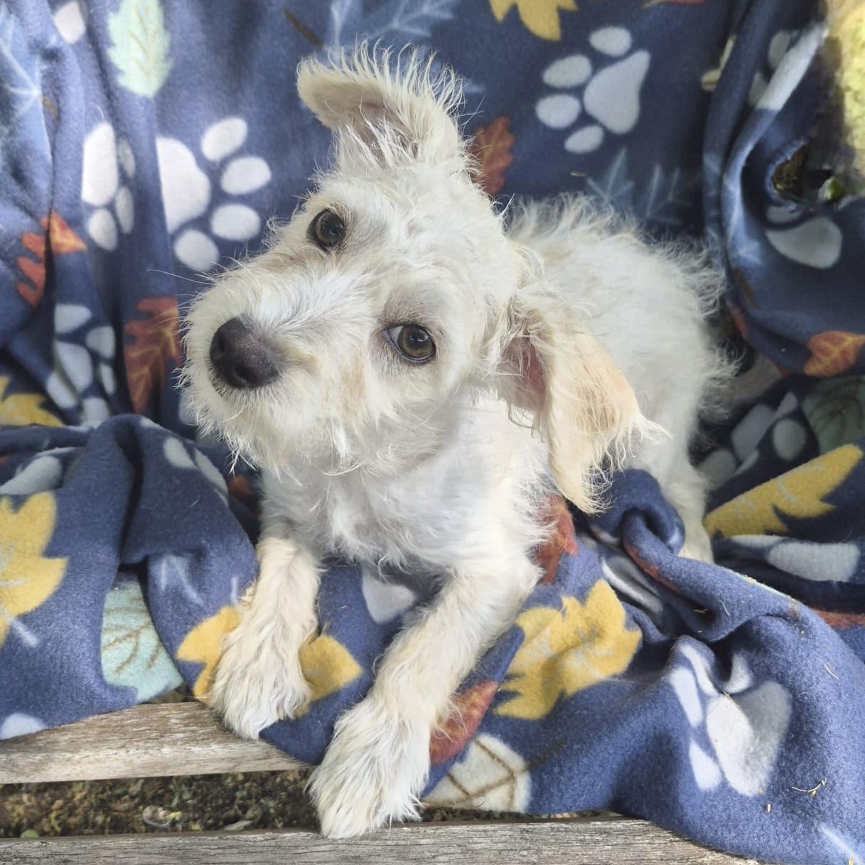 Linus, an adopted mixed breed in Southport, CT image 4/5