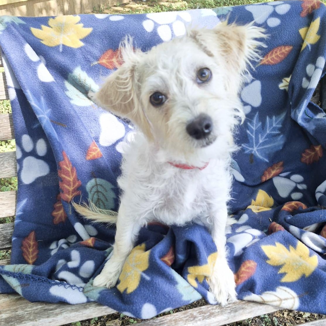 Linus, an adopted mixed breed in Southport, CT image 3/5