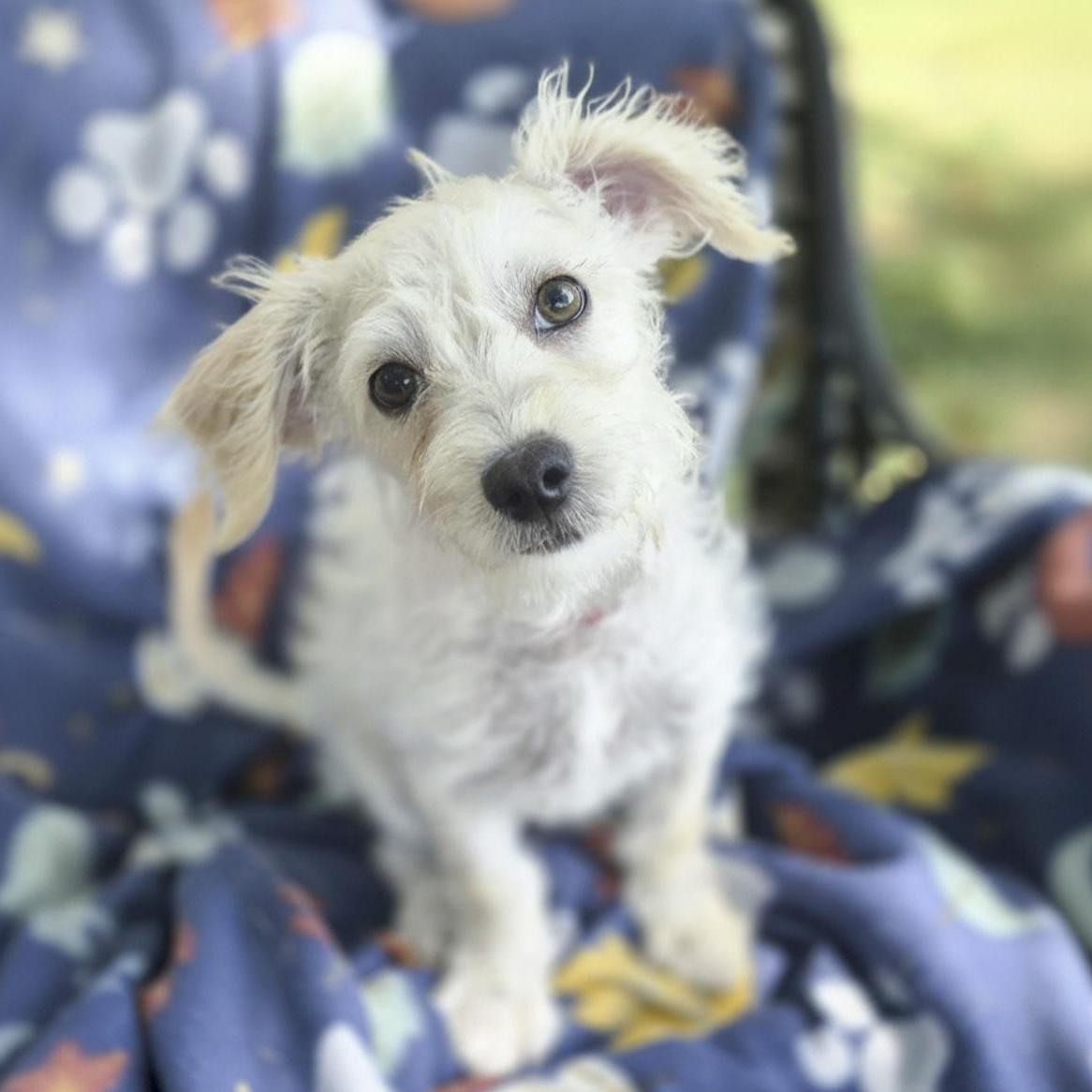 Linus, adopted, Puppy Male Maltese & Terrier.