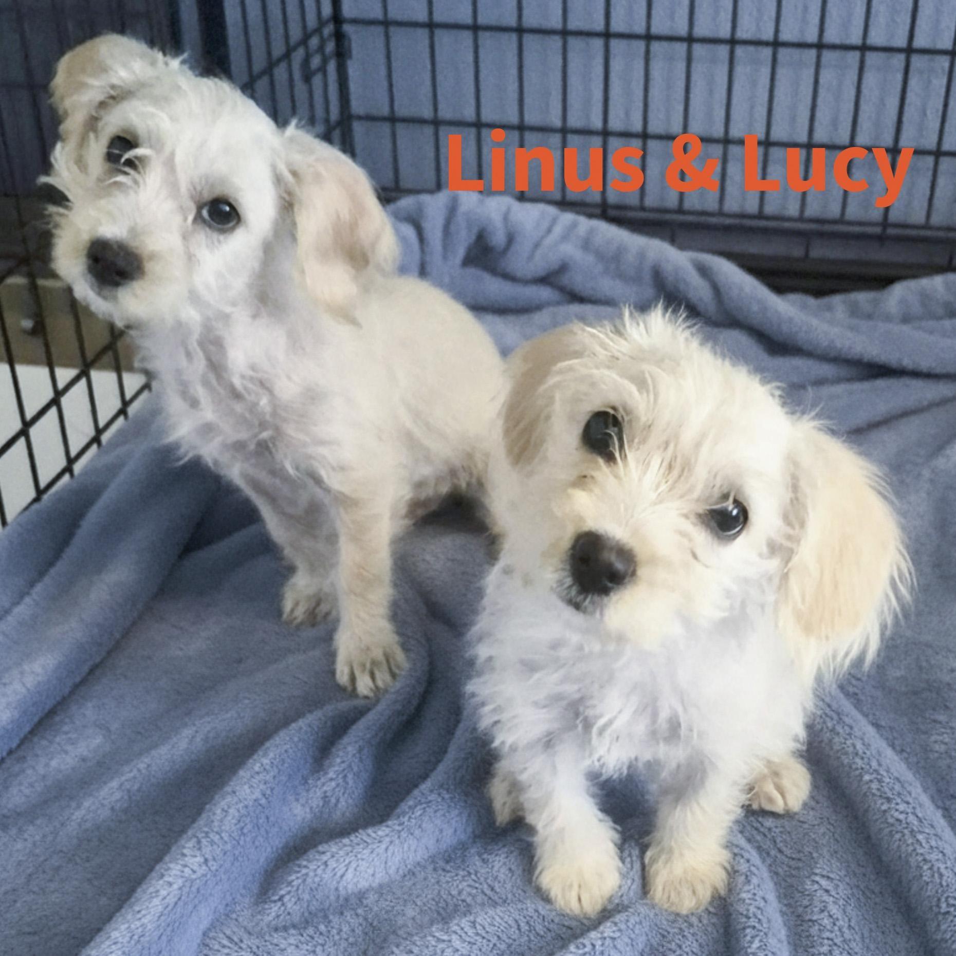 Linus, an adopted mixed breed in Southport, CT image 5/5