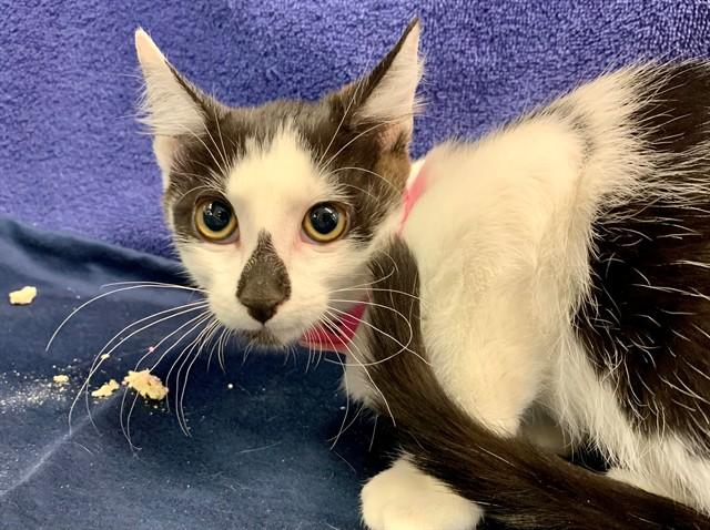 DIAMOND, Adoptable, Kitten Female Domestic Short Hair.