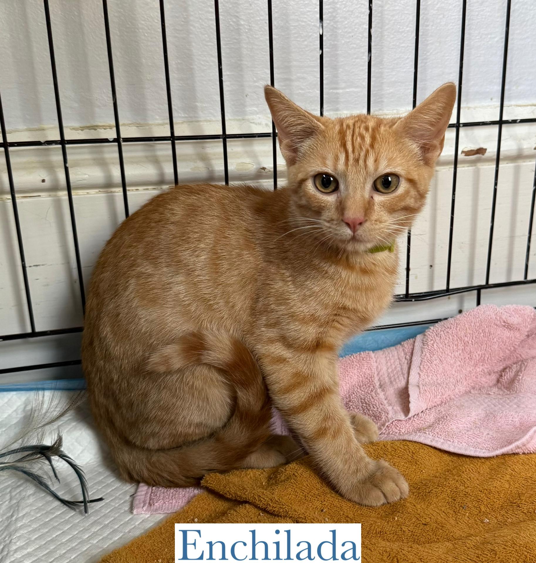 Enlarge Enchilada, a Adoptable Domestic Short Hair in Berkeley Springs, WV image 2/3