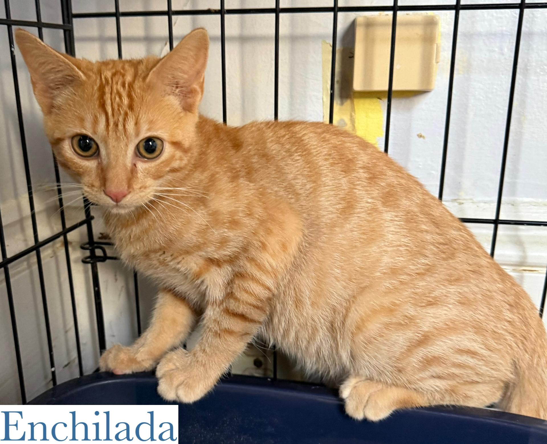 Enlarge Enchilada, a Adoptable Domestic Short Hair in Berkeley Springs, WV image 3/3