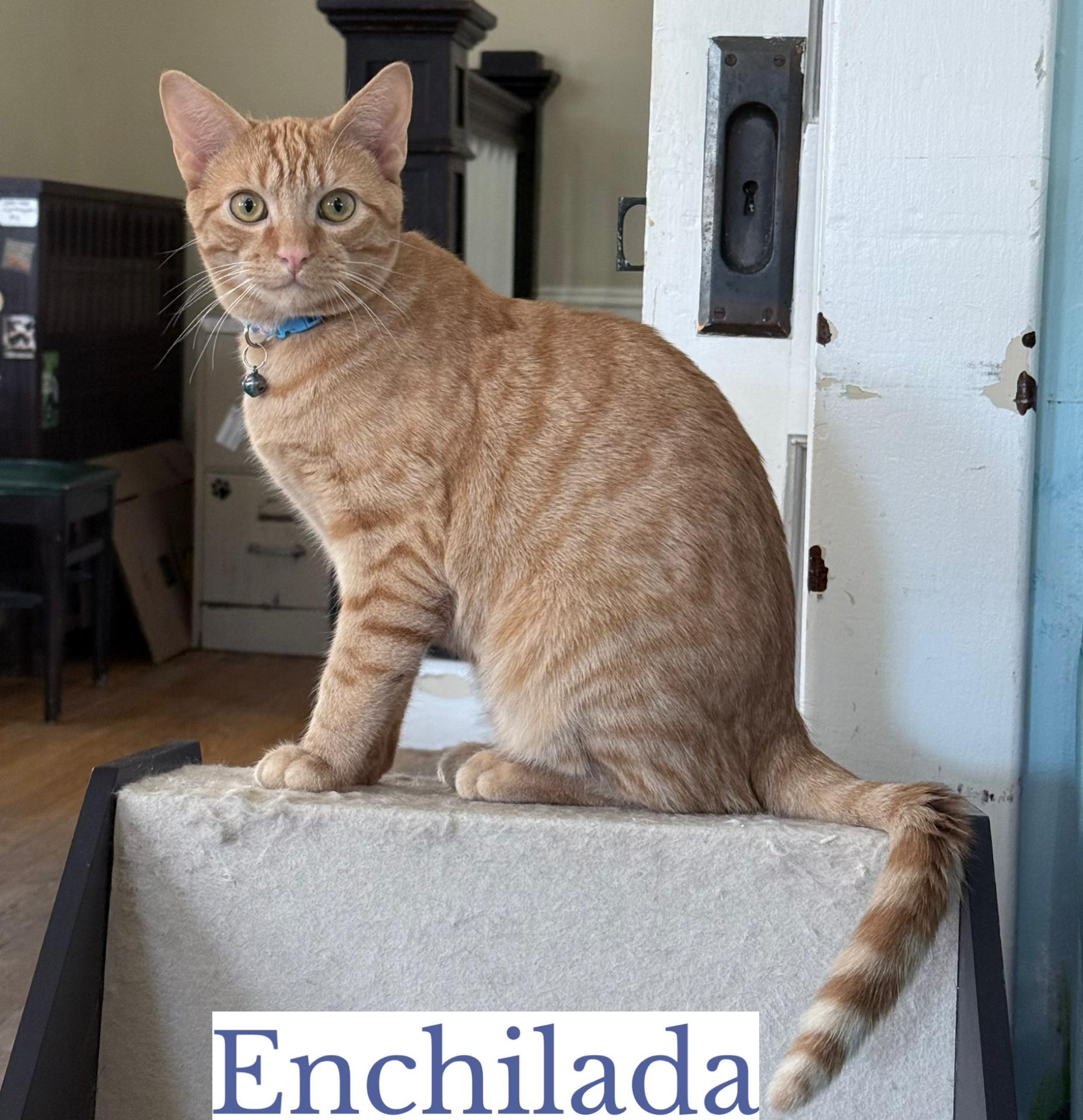 Enchilada, Adoptable, Young Male Domestic Short Hair.
