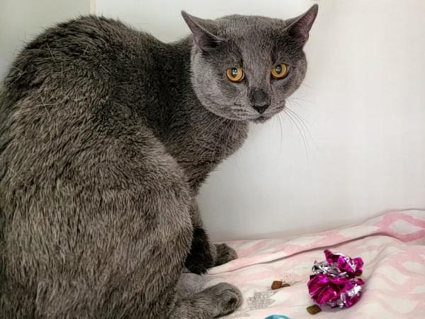 Rex, Adoptable, Young Male Domestic Short Hair.