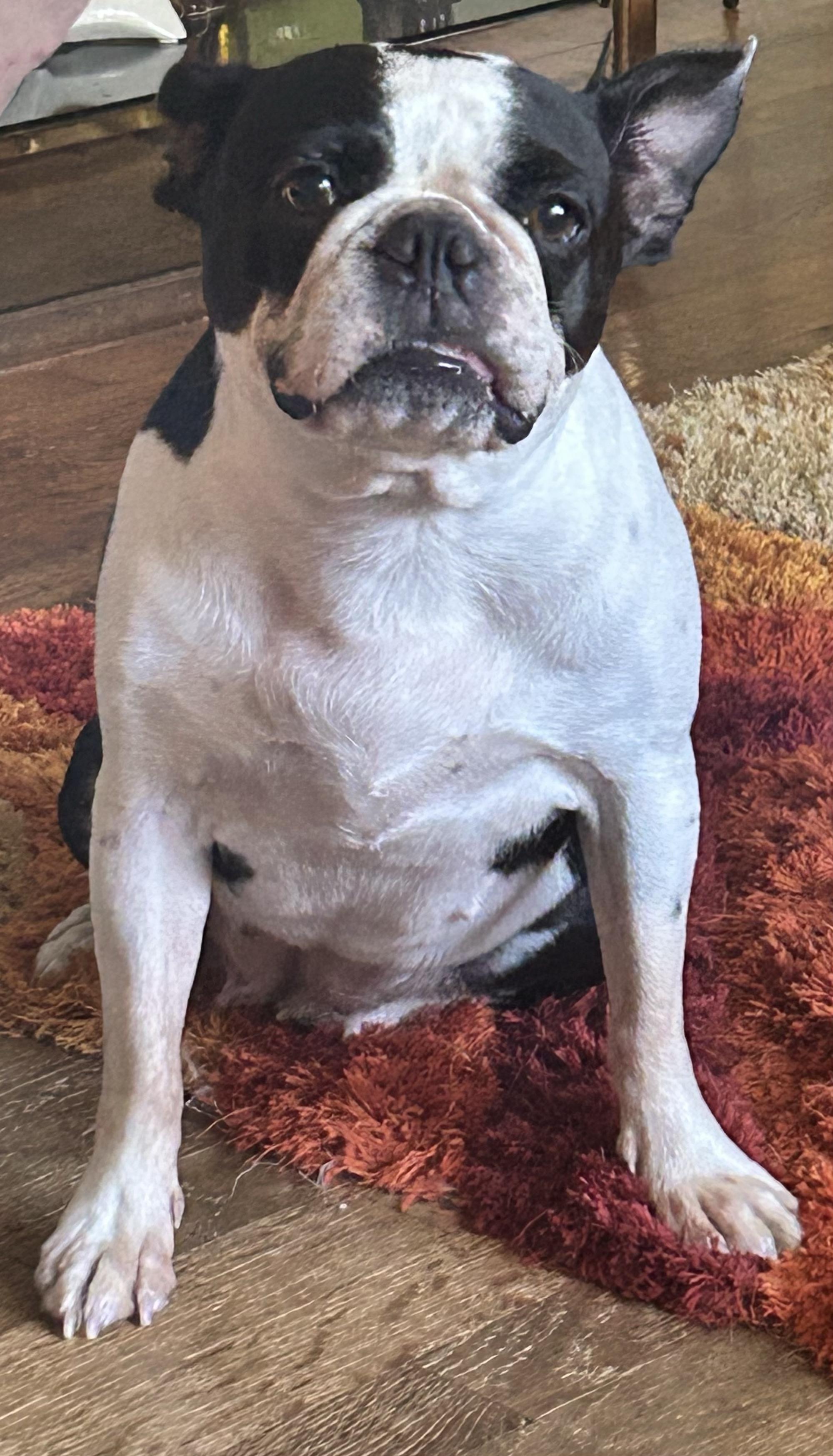 Enlarge Lulu in MO, a ADOPTABLE Boston Terrier in Springfield, MO image 2/3