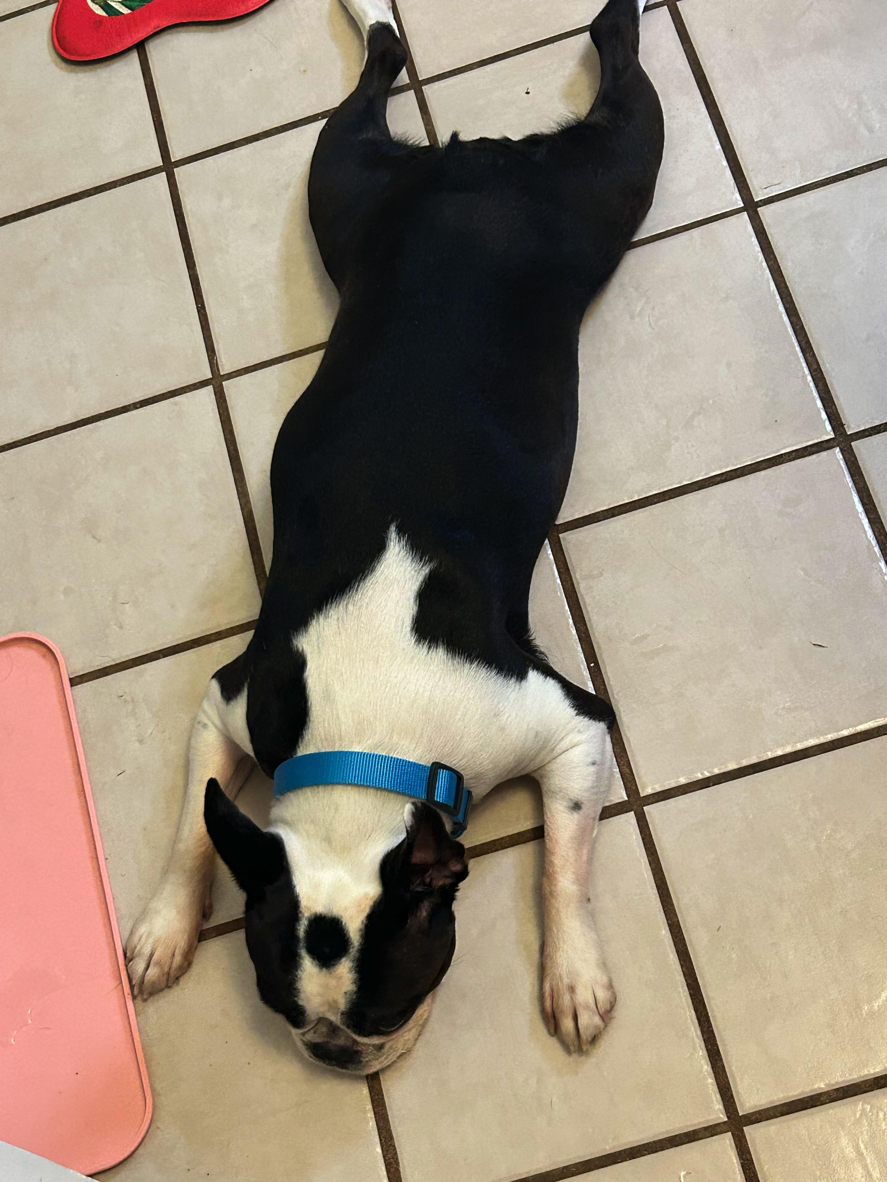 Enlarge Lulu in MO, a ADOPTABLE Boston Terrier in Springfield, MO image 3/3
