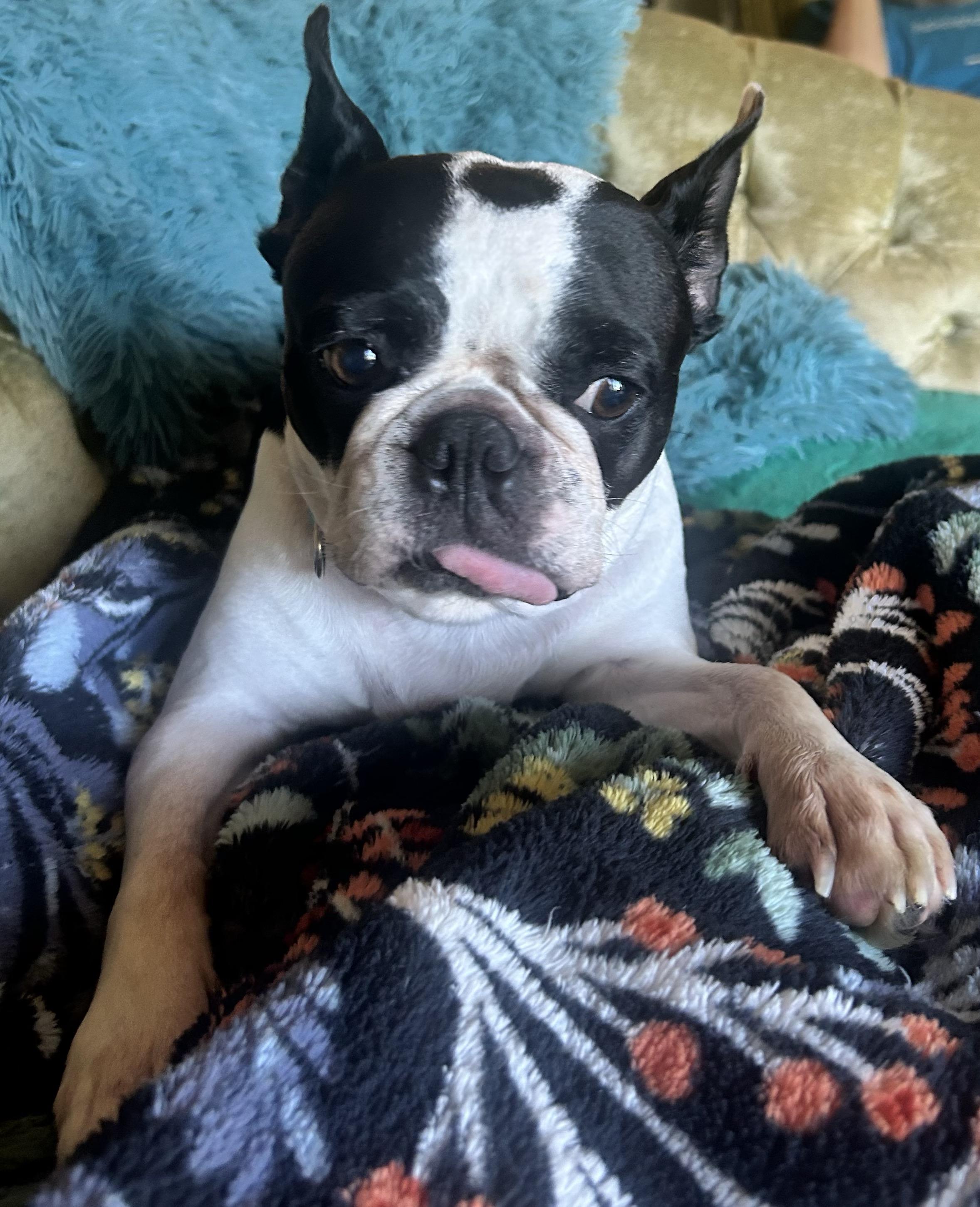 Lulu in MO, ADOPTABLE, Adult Female Boston Terrier.