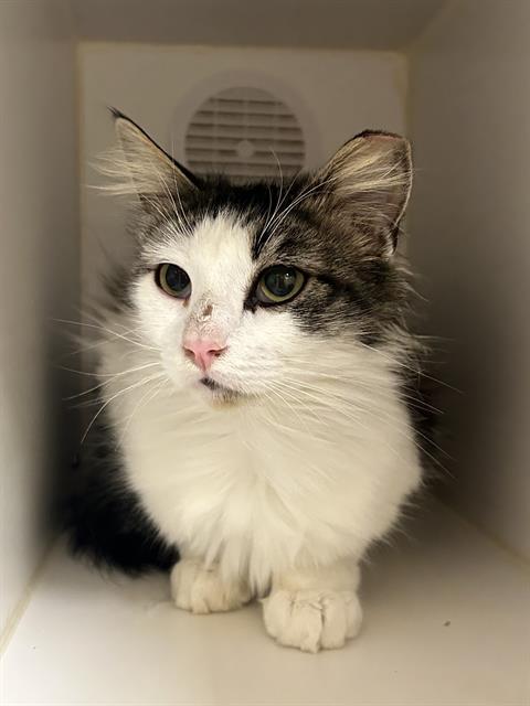 CRYSTAL BARN, Adoptable, Young Female Domestic Medium Hair.