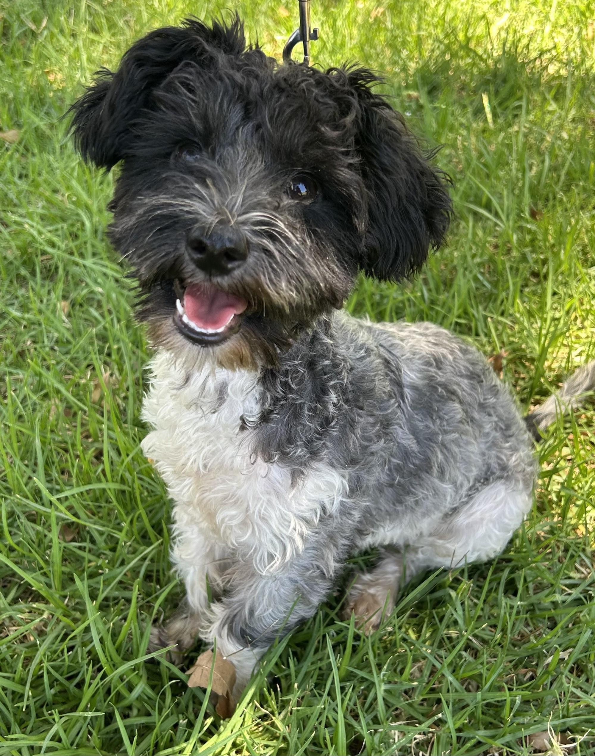 JASPER Havanese mix Neutered male 7 months old 13 pounds He is a very friendly and playful boy 